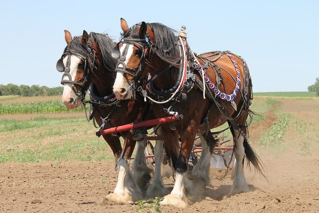 clydesdale-1106337_960_720.jpg