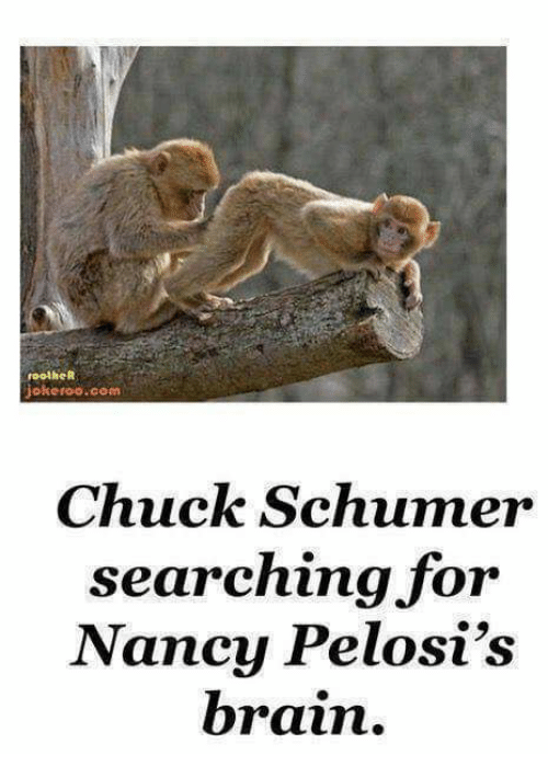 roolher-jokeroo-com-chuck-schumer-searching-for-nancy-pelosis-brain-21383282.png