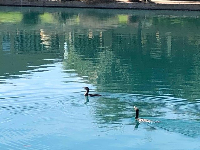 birds on lake.jpg