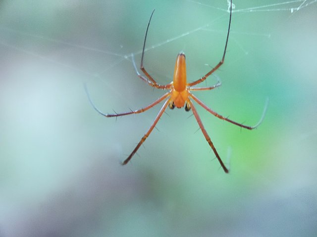 Nephila Pilipes (4).jpg