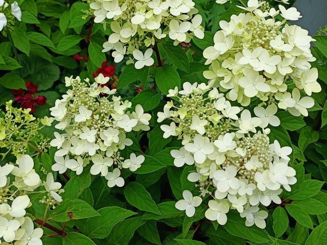 8 panicle hydrangea.jpg