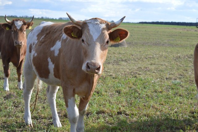 cow-g0891ee472_1280.jpg