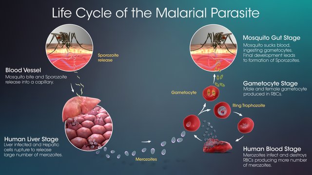 Life-Cycle-Of-Malarial-Parasite.jpg