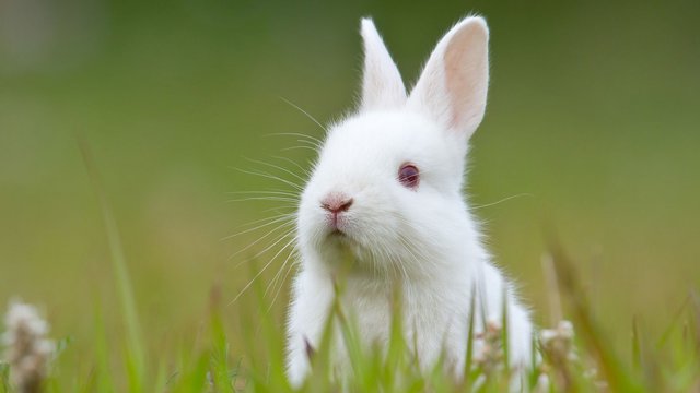 rabbit-433737.jpg