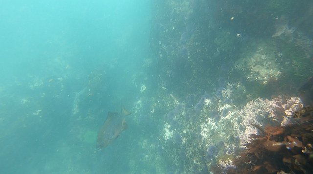 underwater perch.jpg