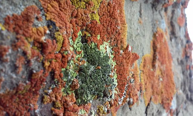 Orange Lichen.jpg
