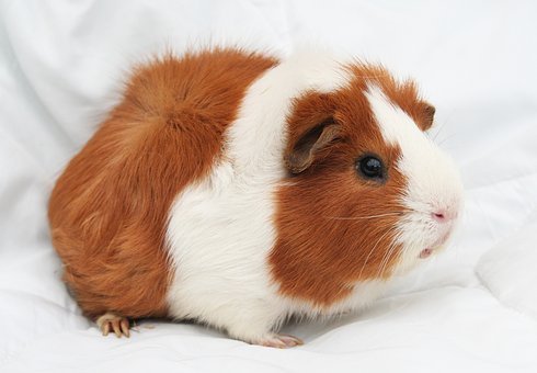 guinea-pig-2017678__340.jpg