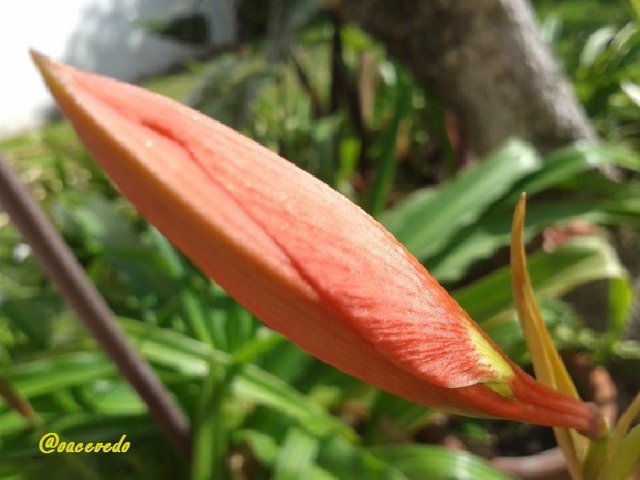 La naturaleza en mi pueblo #4 / Azucena anaranjada — Steemit