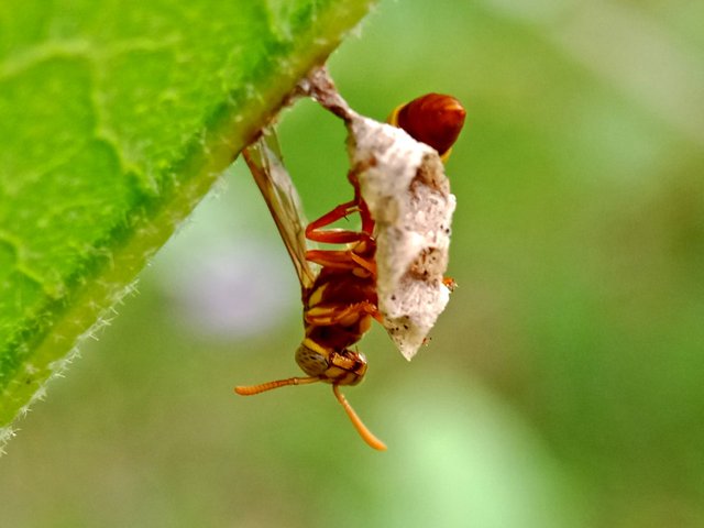 IMG_20210929_152212(1).jpg