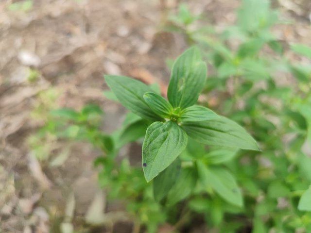 IMG_20250604_091201.jpg