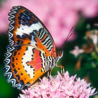 small-hd-butterfly-wallpapers-for-desktop-high-definition-wallpapers-cool.jpg