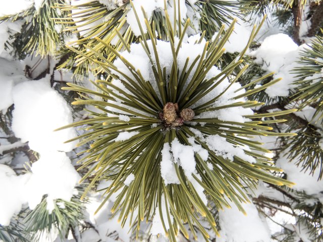 pine_leaves_snow_winter.jpg