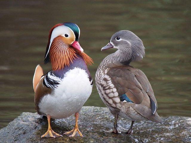 south-korea-birdwatching-during-spring-and-autumn-migrations.jpg