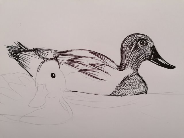 duck pen (3).jpg
