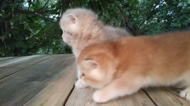 Three little Teddy kittens 😍  Cutest Baby British kittens.mp4_Thumb2.png
