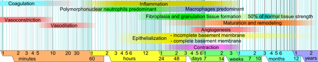 800px-Wound_healing_phases.png