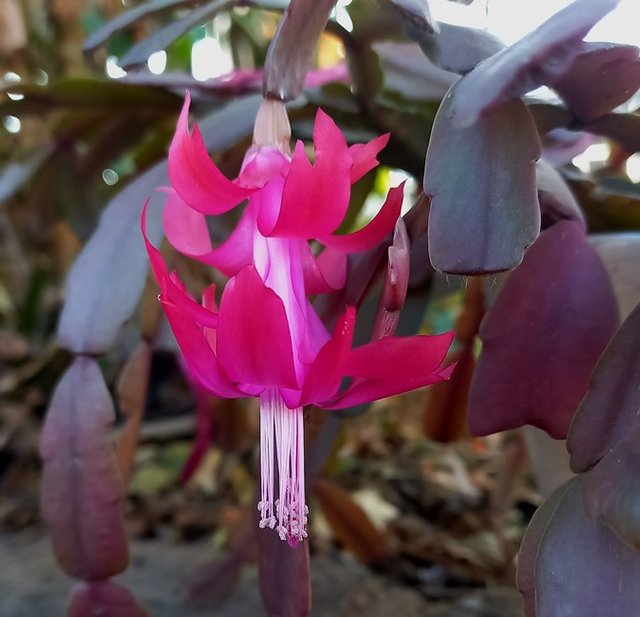 schlumbergera.jpg