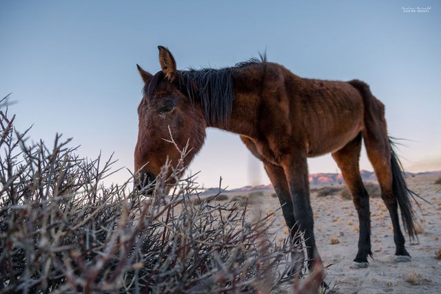Capturing-wild-horses-made-me-realize-how-fragile-freedom-is-5b4f382cc4faa__880.jpg