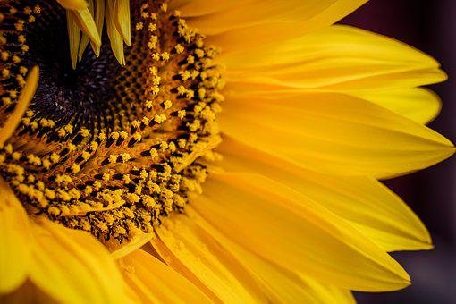 sunflower-4415802__340.jpg