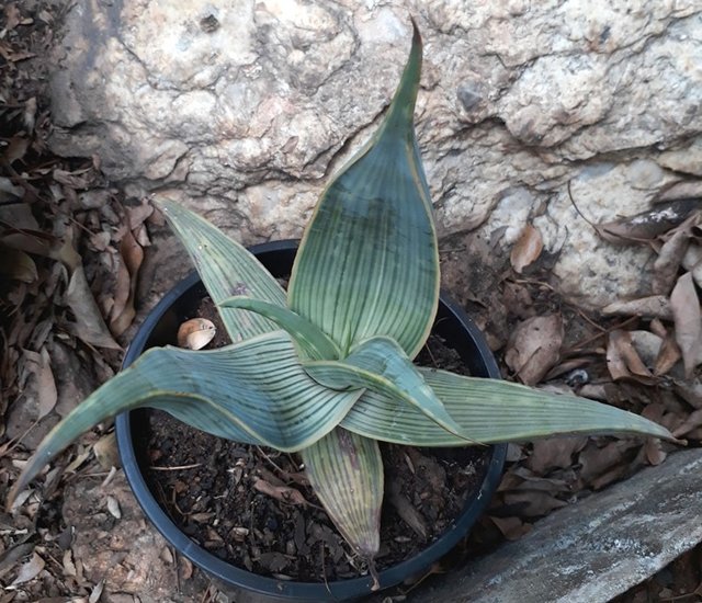 aloe karasbergensis.jpg