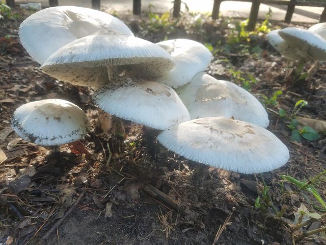 mushrooms.jpeg