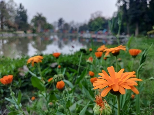 Flowers along walking trail.jpg