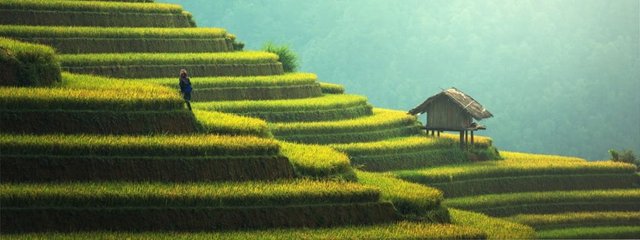 arroz en terraza.jpg