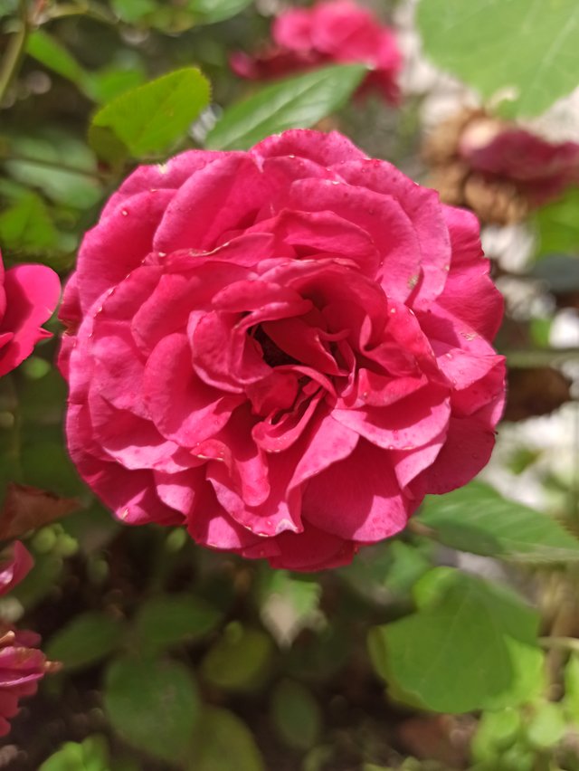 IMG_20250727_104253.jpg