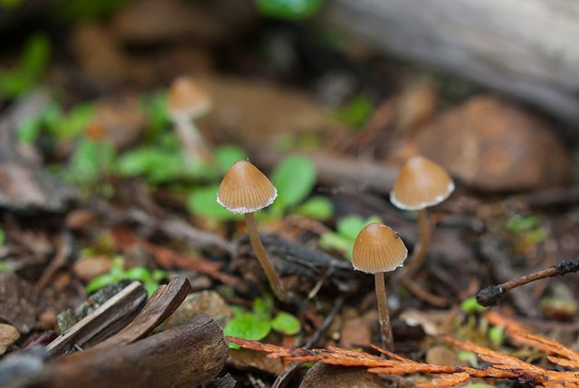 magic-mushrooms.jpg