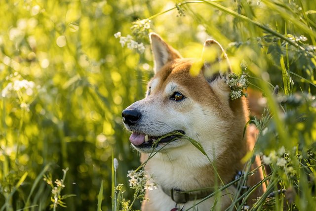 shiba-6292660_1280.jpg