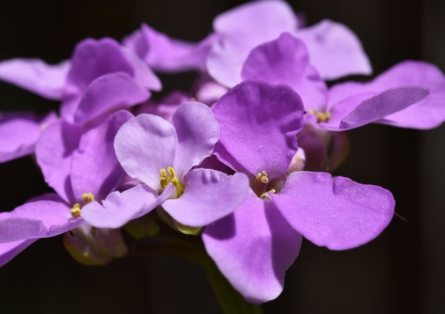 candytuft purple flower.jpg