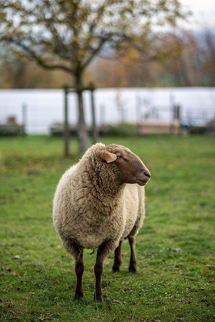 sheep-7624863_640.jpg