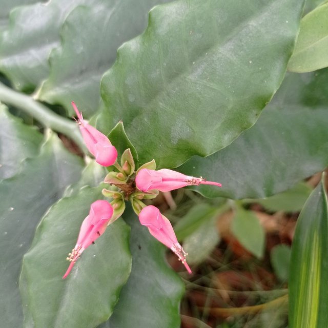 Flor con los cuadro puntos 1.jpg