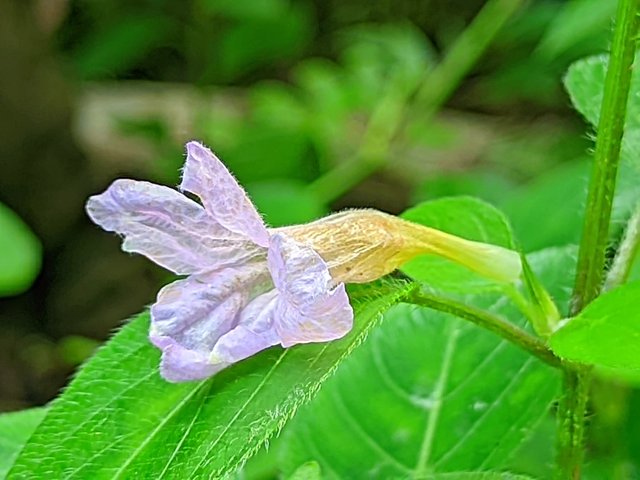 RIYAN_20240906_104624_🦋Macro Bee pro.PORTRAIT.jpg