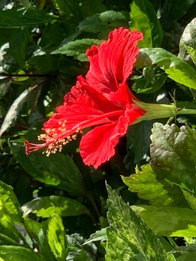 flower100.jpg