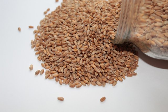 wheat-seeds-4107952_1920.jpg