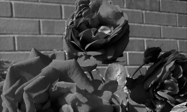 Flower Photography B&W, 6 Rose Wall, May 21 2017.jpg