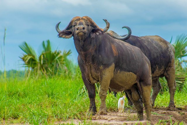 buffaloes-6351370_1280.jpg