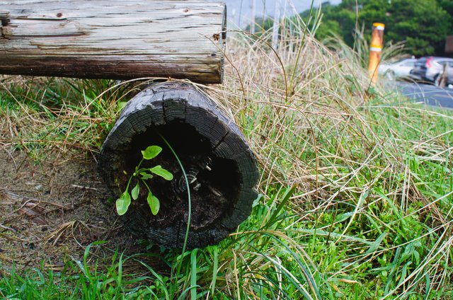 The little plants growing on the shore logs.JPG