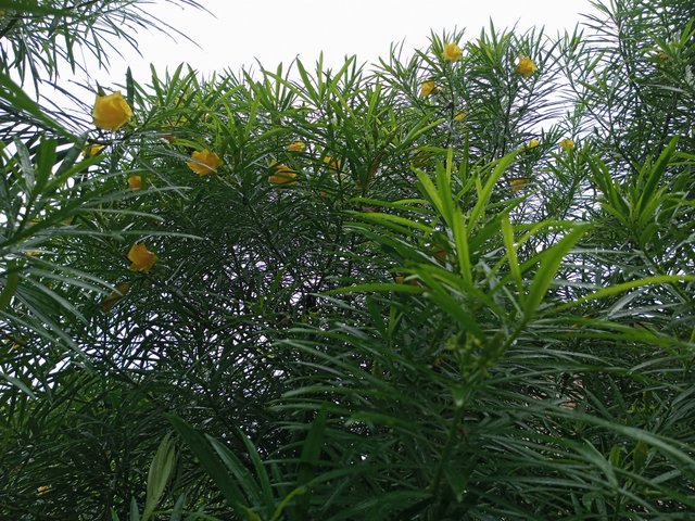 IMG_20250529_123705_820.jpg