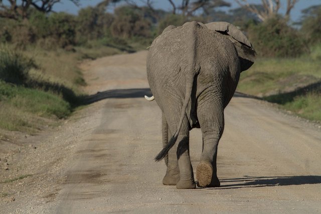 african-bush-elephant-285403_1280.jpg