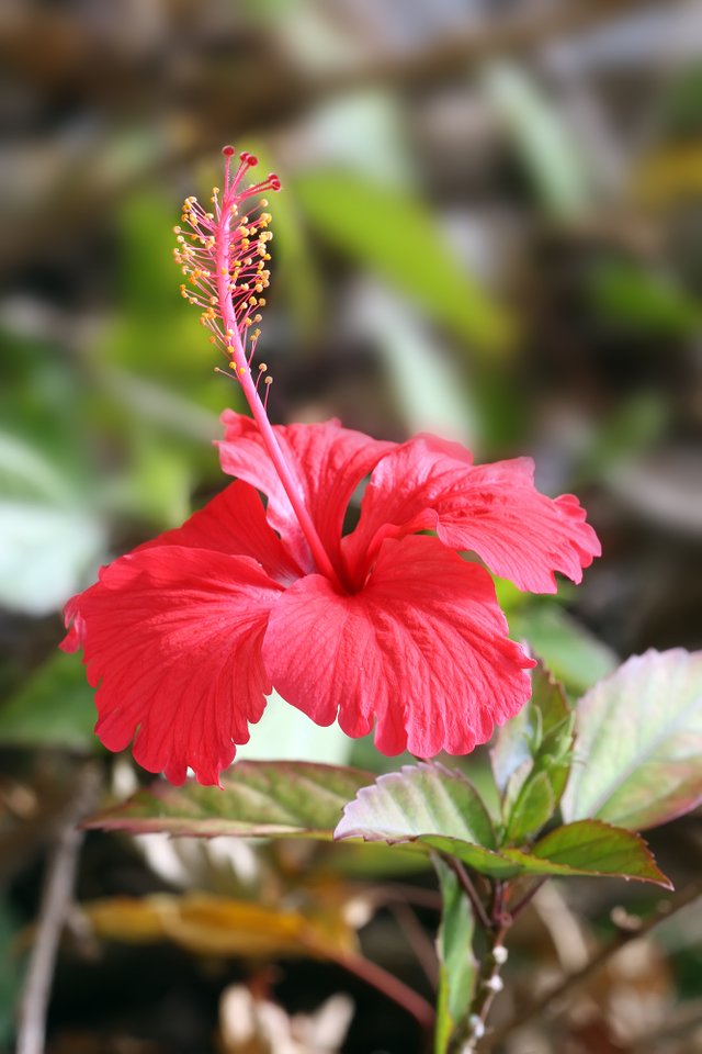 Hibiscus_flower_TZ.jpg