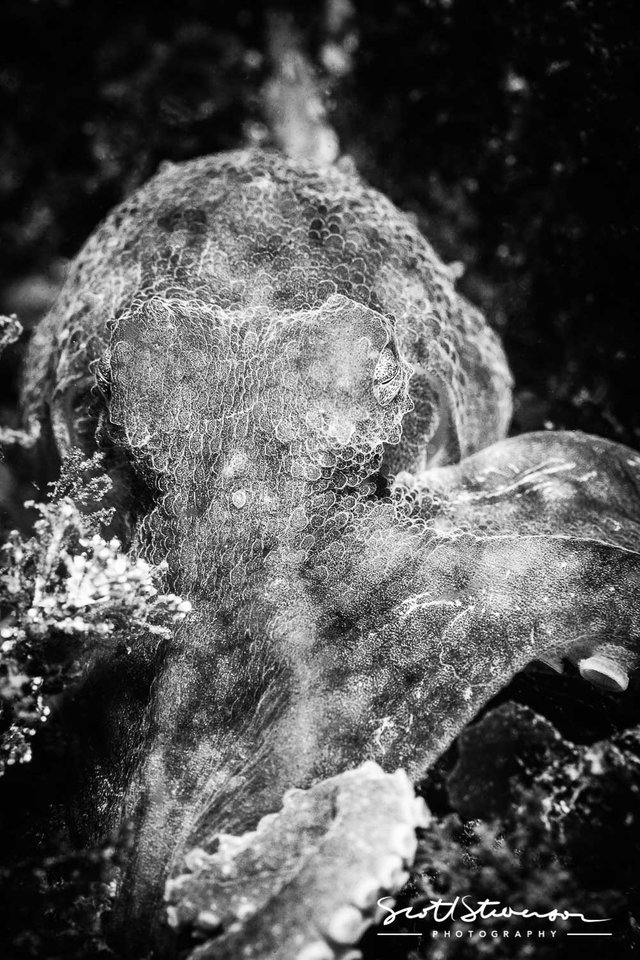 Pacific Red Octopus-1.jpg