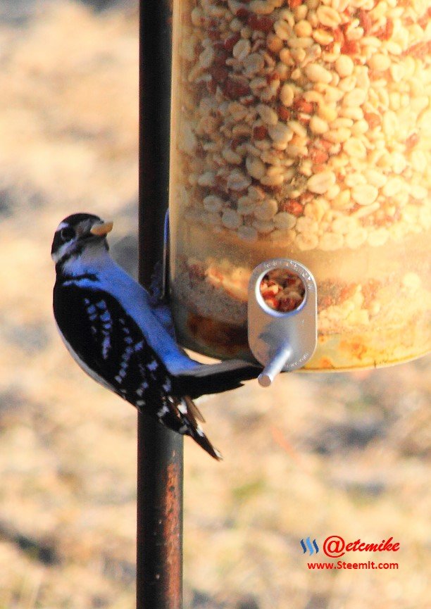 Hairy Woodpecker IMG_0314-H.JPG