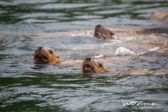 Stellar Sea lion-6.jpg