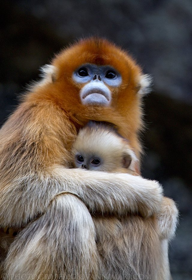 Golden_Snub-nosed_Monkeys,_Qinling_Mountains_-_China.jpg