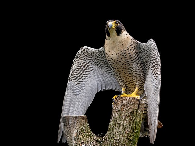 Falcon-Peregrine-Falcon-Bird-Raptor-Feather-2745549.jpg