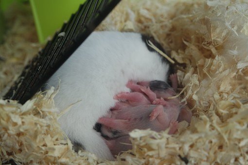 hamsters-944225__340.jpg