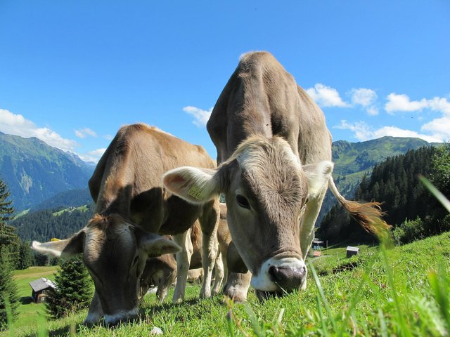 cows-g026a23825_1920.jpg