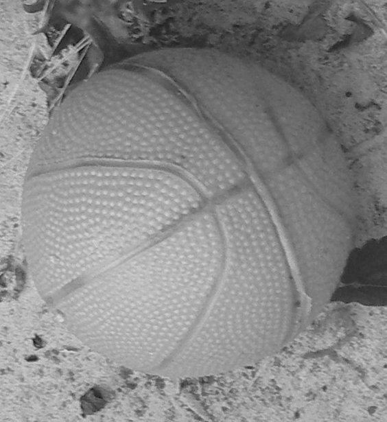 Small ball grey scale detail.jpg